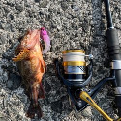 春イカを釣りたい！