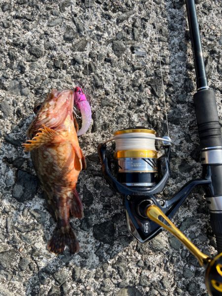 春イカを釣りたい！