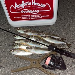 ジグ単de…アジング^ ^先週と同じ数