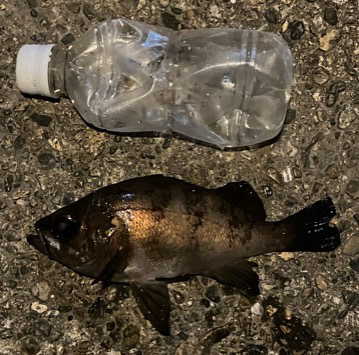 ボクもメバルもあのルアー。