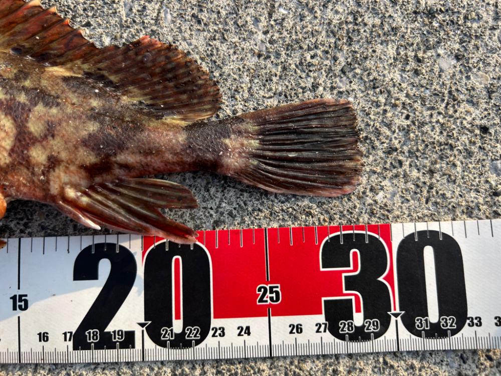 入野漁港が釣り禁止🈲なので万次郎まで