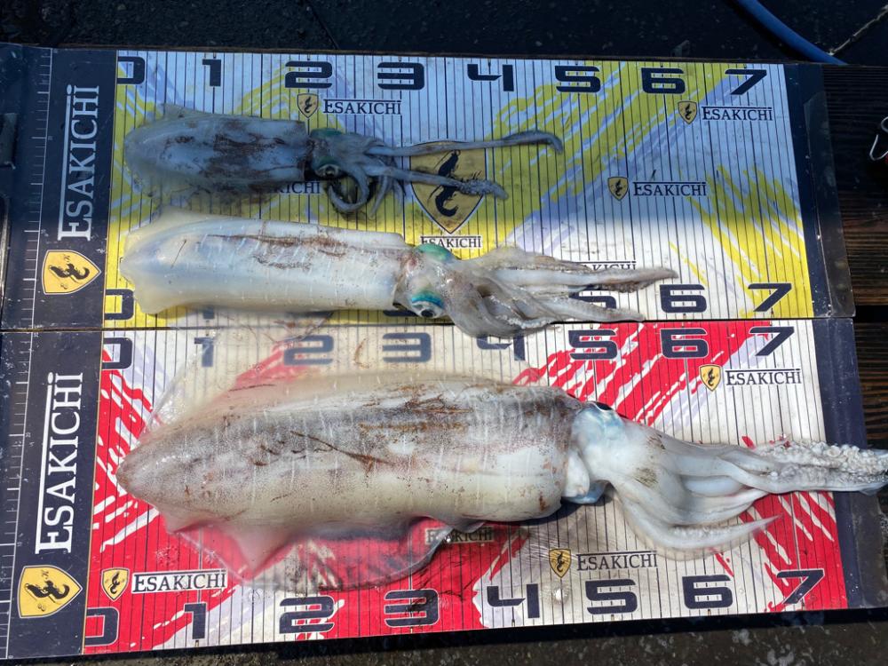 来た〜アオリ3kgアップ