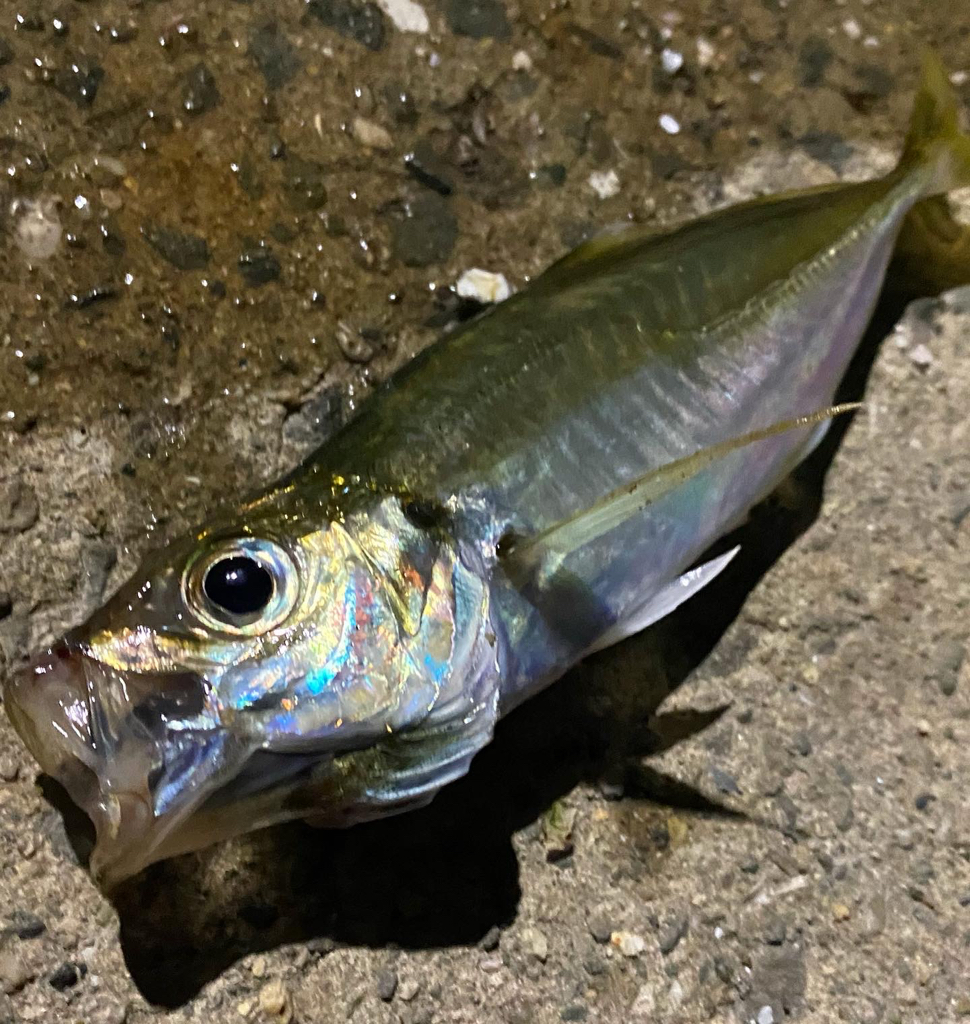 ショアジギ坊主祭り