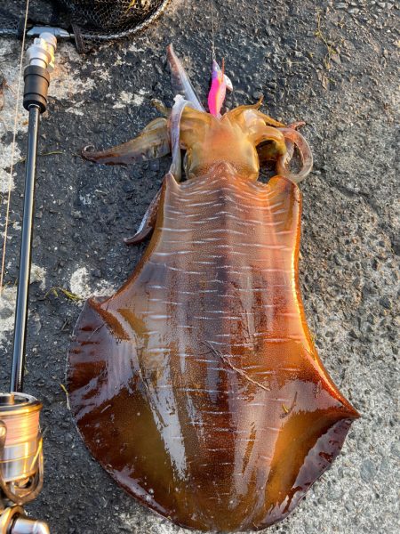 2.47キロ新記録アオリイカ^_^