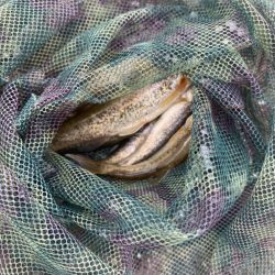 ペン竿フィッシング