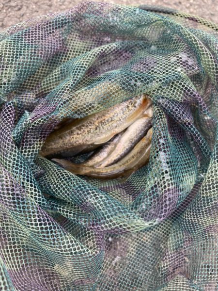 ペン竿フィッシング