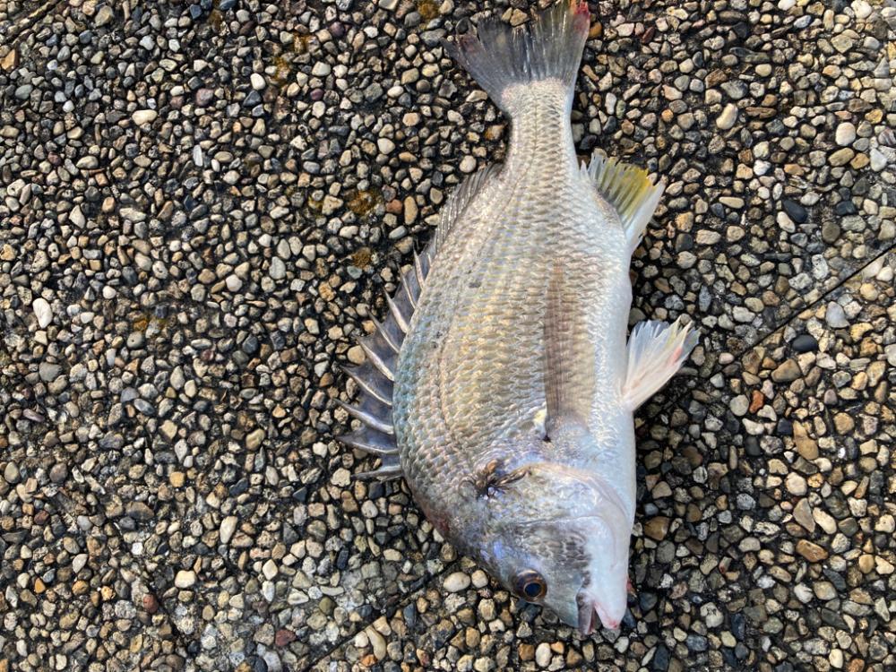 キビレの活性高いです