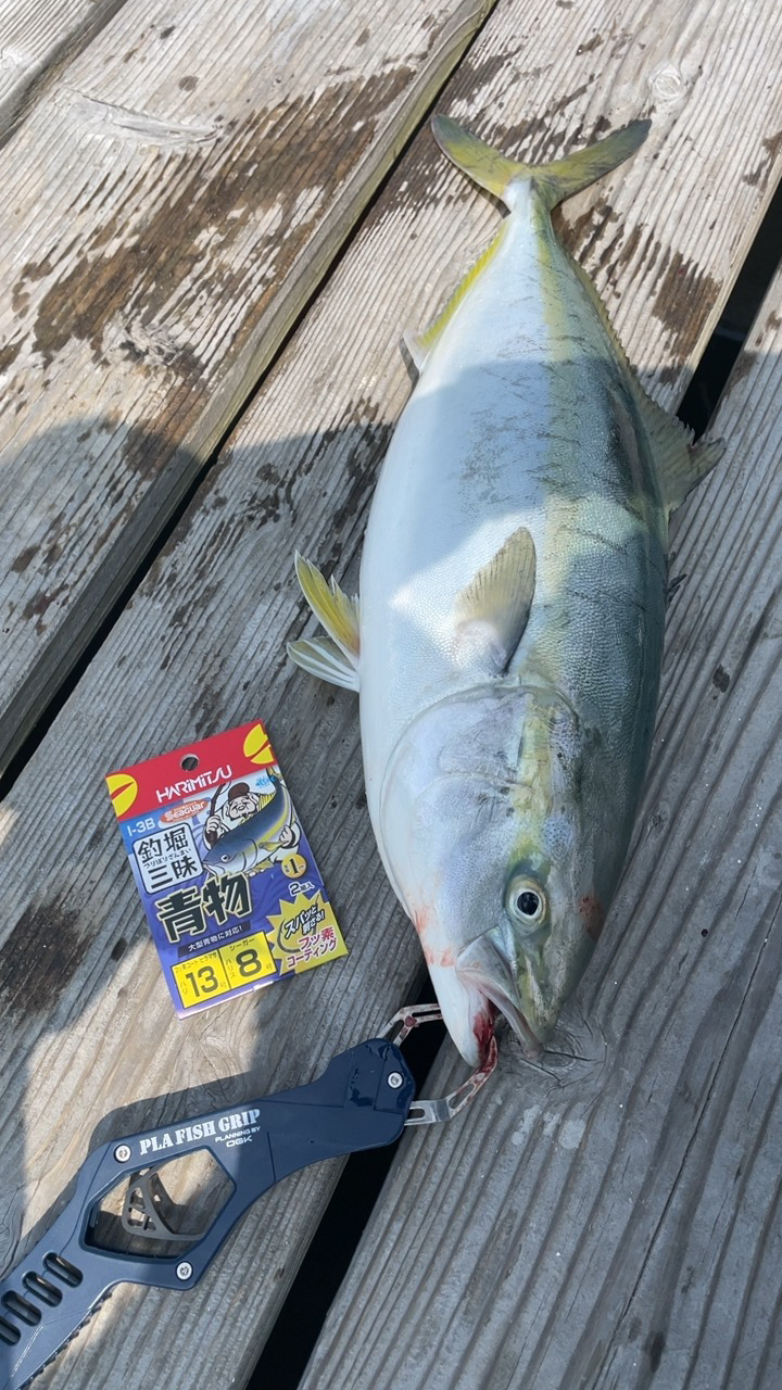 青物15分で3本GET！