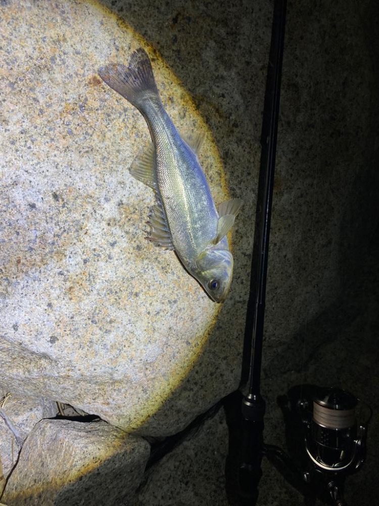 バチ抜けシーバス