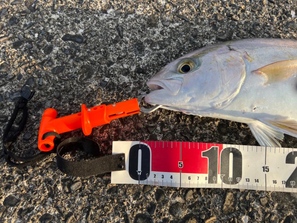 ポッパー不発もジグ高速巻きで！