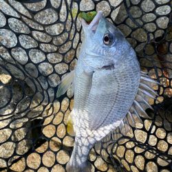 チニング チニング 楽しいな淀川