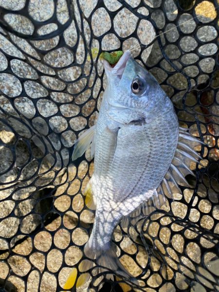 チニング チニング 楽しいな淀川
