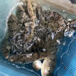 室津の夏フグ調査団