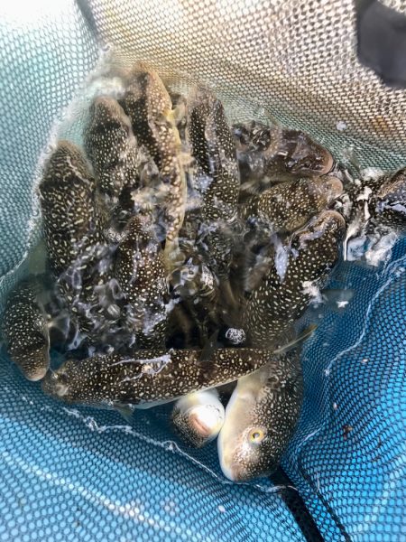 室津の夏フグ調査団