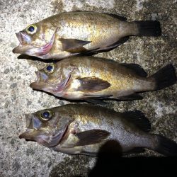 アジング&メバリング