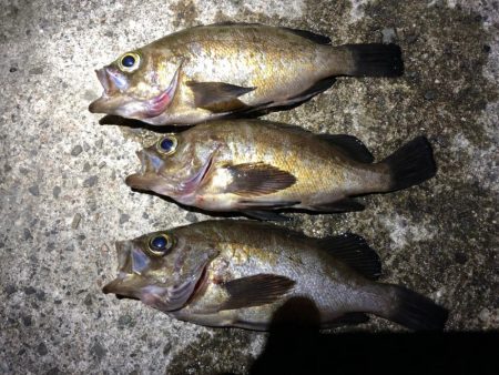 アジング&メバリング