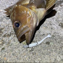 今日も今日とてメバリング