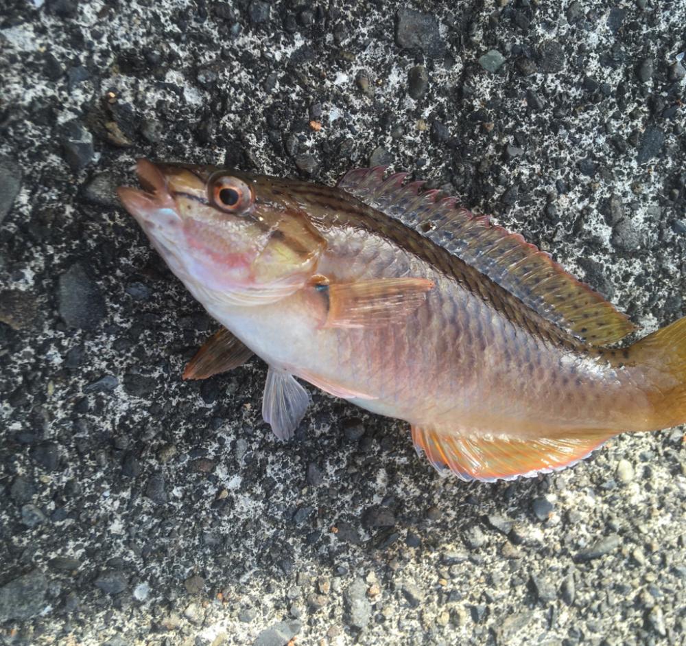 遠いアオリイカ