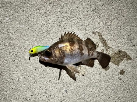 夜の常夜灯は楽しい！