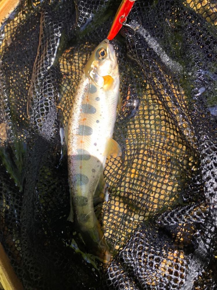 今年2回目　渓流ルアー