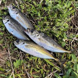 ジグ単deアジング！微妙…