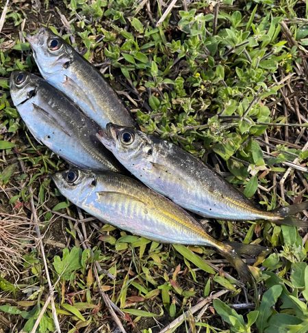 ジグ単deアジング！微妙…