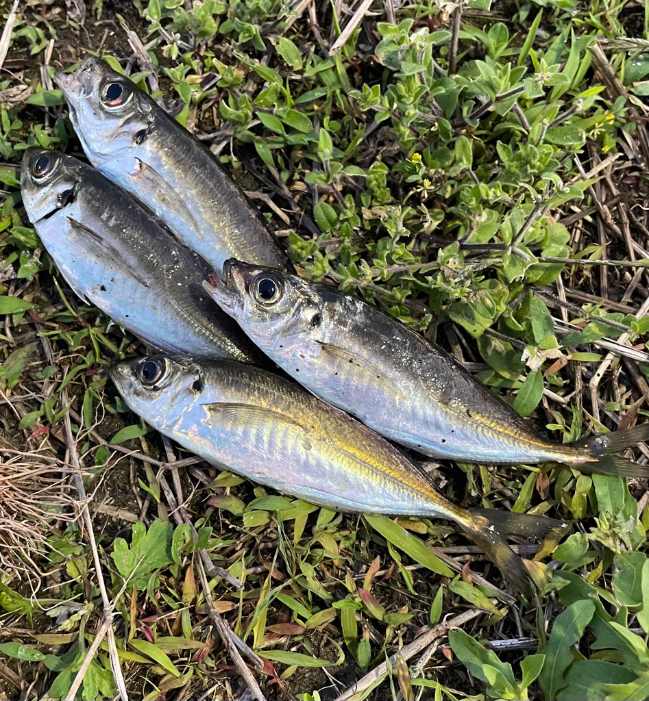 ジグ単deアジング！微妙…