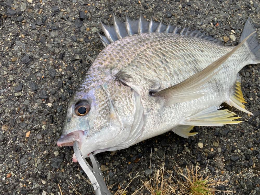 雨の日にチヌ乱舞