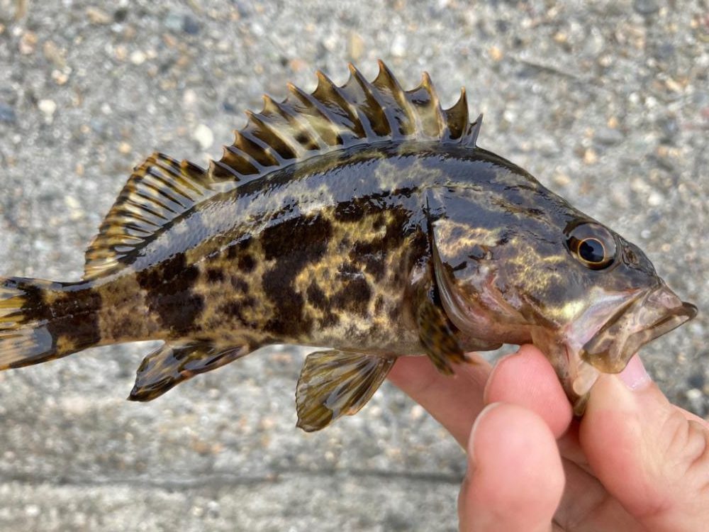 ミニばっかり(^^;)