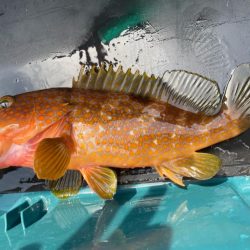 一つテンヤで多魚種