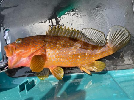 一つテンヤで多魚種