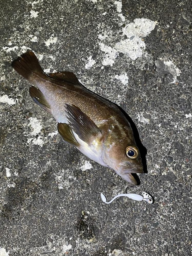 安定のガヤリング