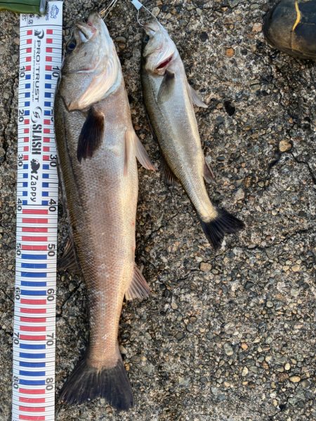 ランカーシーバス