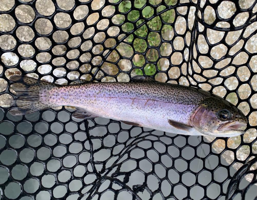 千早川でファミリーフィッシング