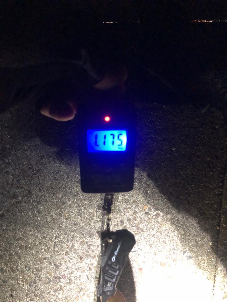 久々のエギング