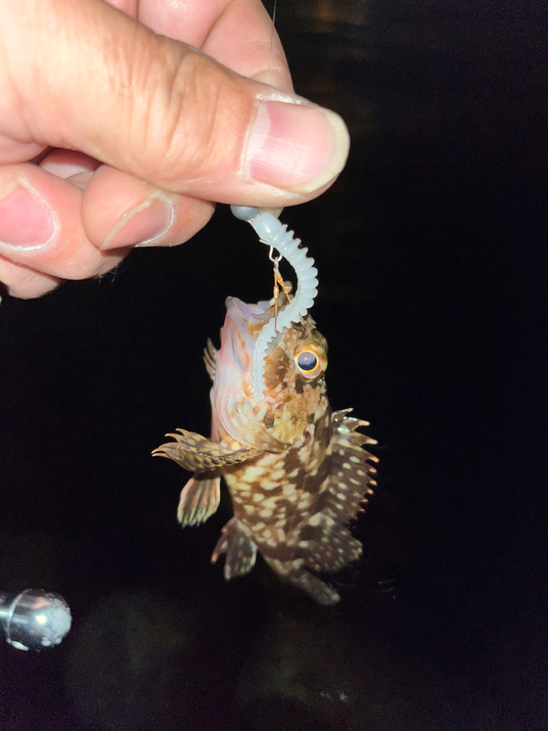 姫路ライトゲーム