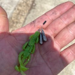 やっぱり武庫川！