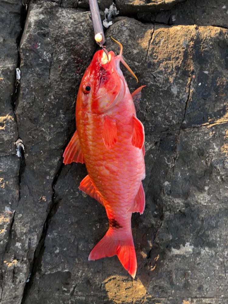 スジアラを求めて