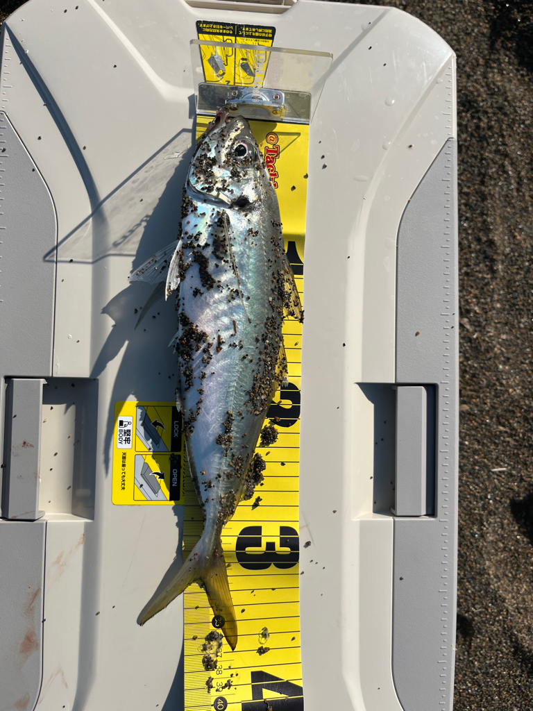 カタクチパーティー