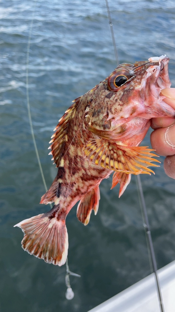 のんびりとエサ釣り&ボートアジング♪