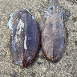 カミナリコウイカ