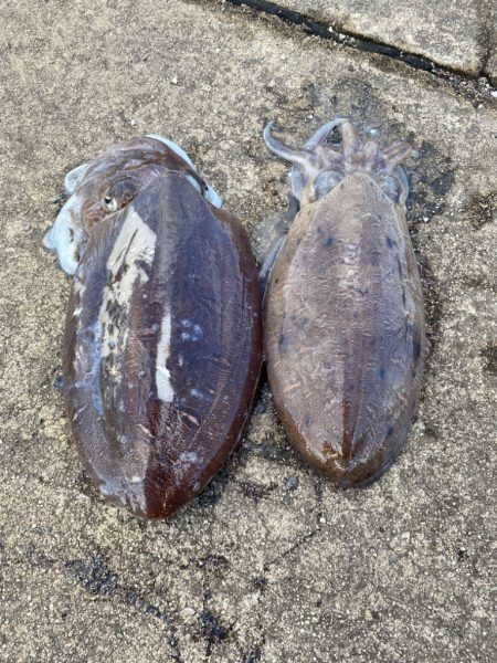 カミナリコウイカ