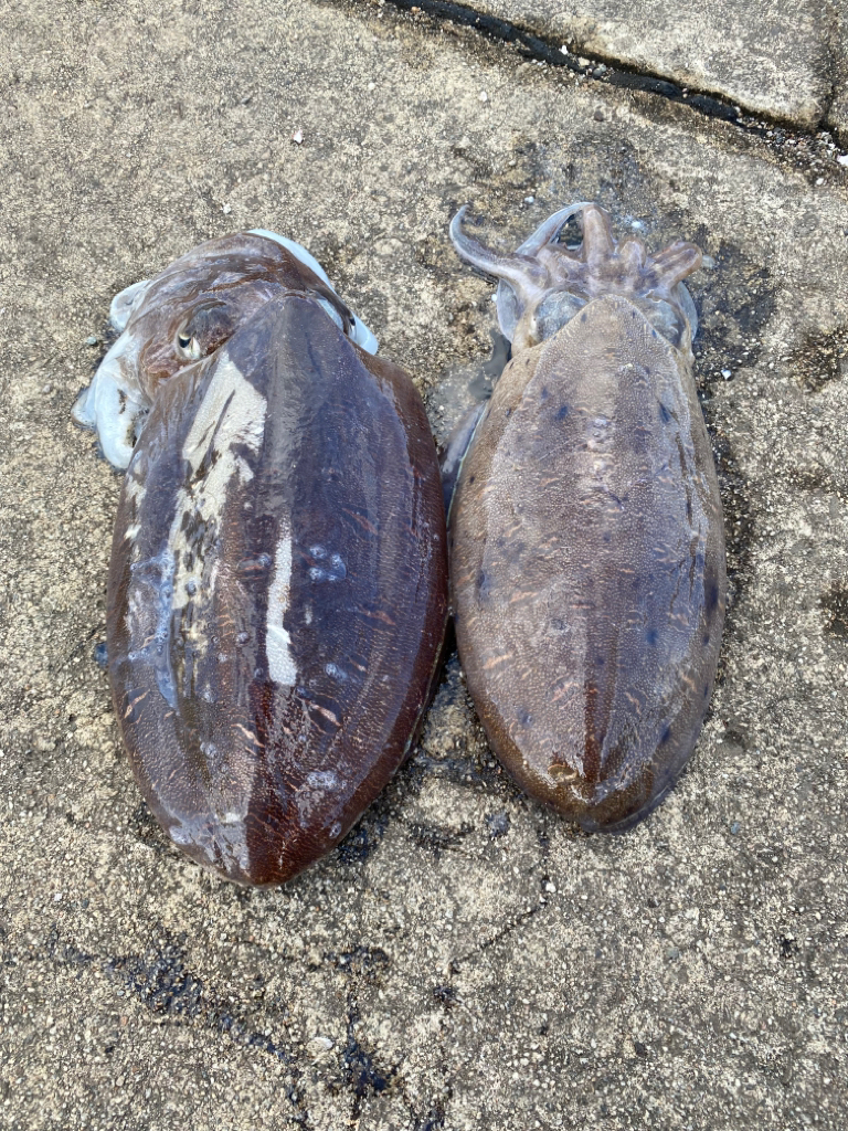 カミナリコウイカ