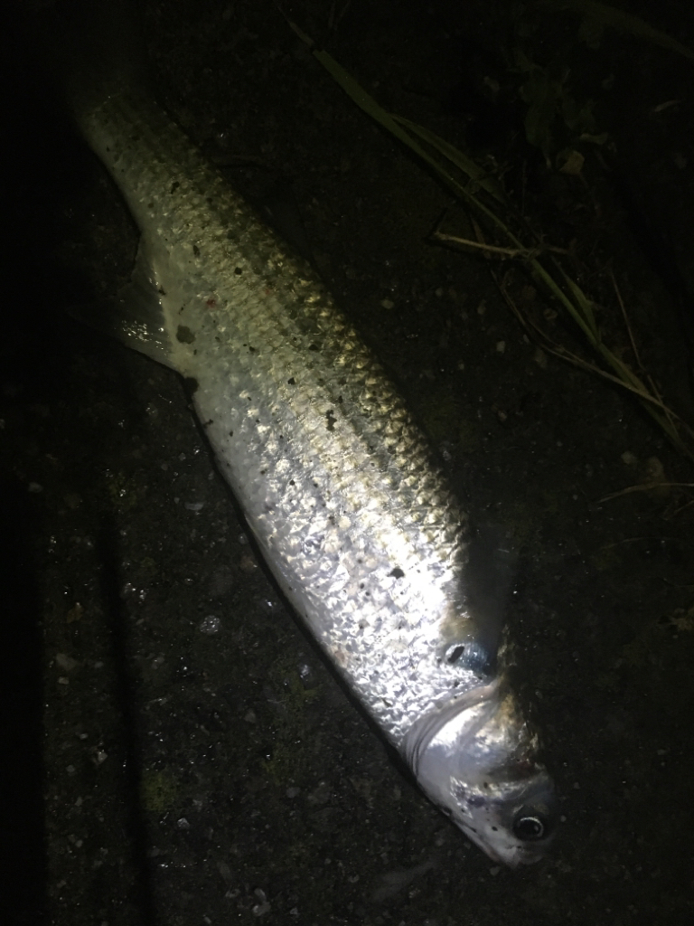 雨後のバチ抜けは‥