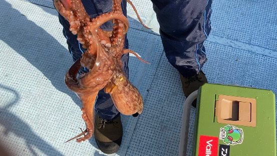 船タコ涙の開幕ならず