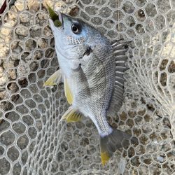 GW最後のチニング！