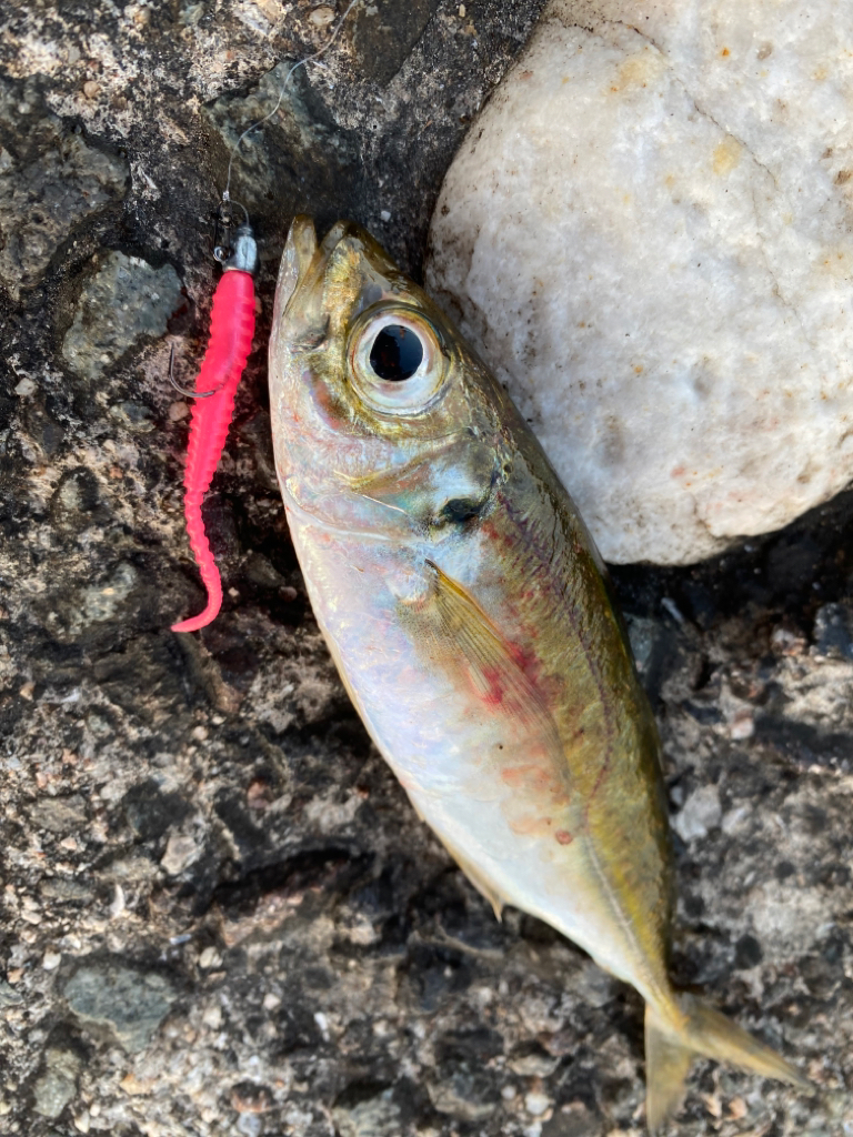 久しぶりの朝まづめ