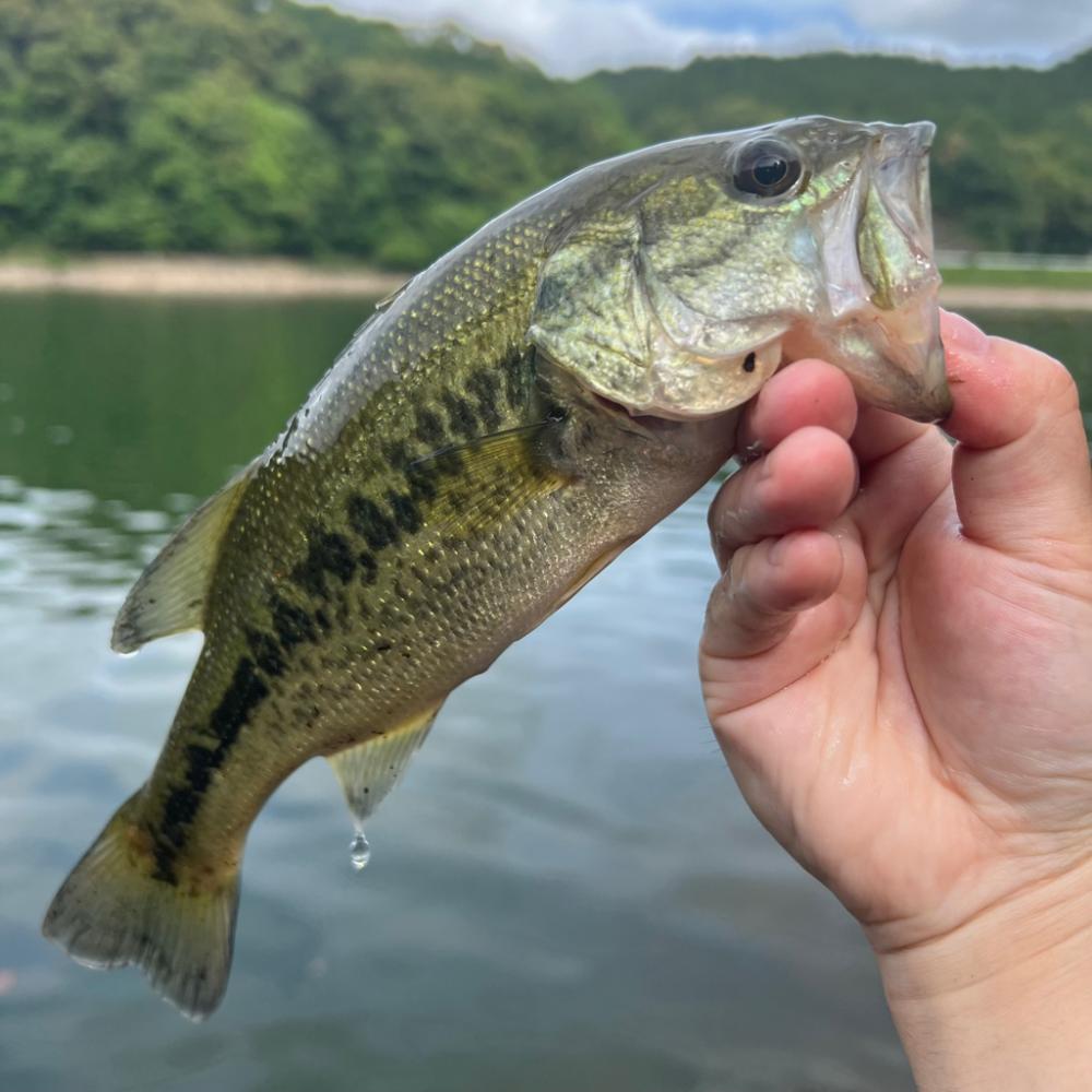 夕まずめの奇跡🌆