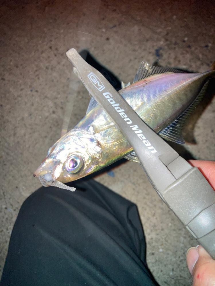 雨前の大潮アジング