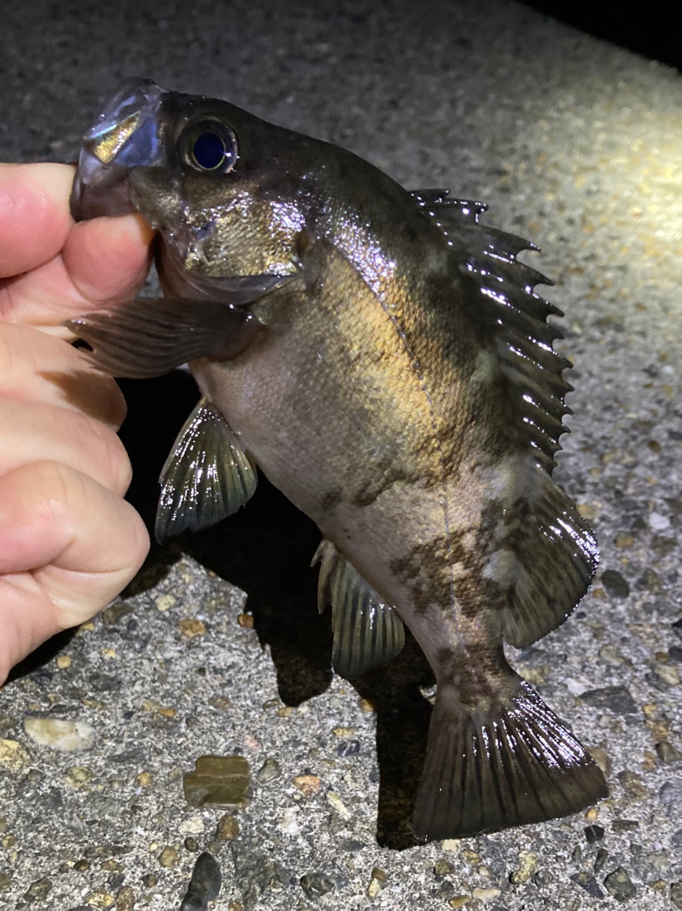 GWはメバリング